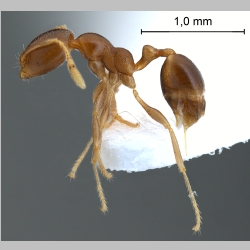 Pheidologeton pygmaeus Emery, 1887 lateral