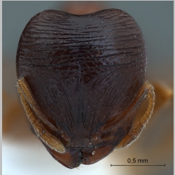 Pheidologeton pygmaeus major Emery, 1887 frontal