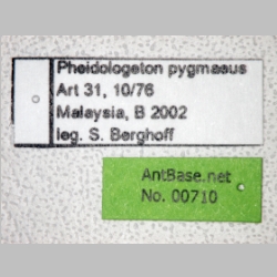 Pheidologeton pygmaeus major Emery, 1887 label