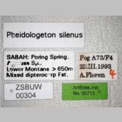 Pheidologeton silenus Smith, 1858 label