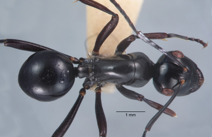 Polyrhachis rastellata semiinermis dorsal