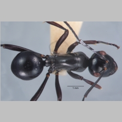 Polyrhachis rastellata semiinermis Donisthorpe, 1941 dorsal