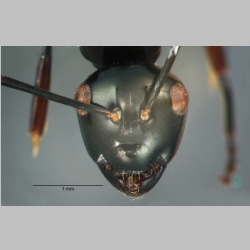 Polyrhachis rastellata semiinermis Donisthorpe, 1941 frontal