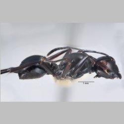 Polyrhachis rastellata semiinermis Donisthorpe, 1941 lateral