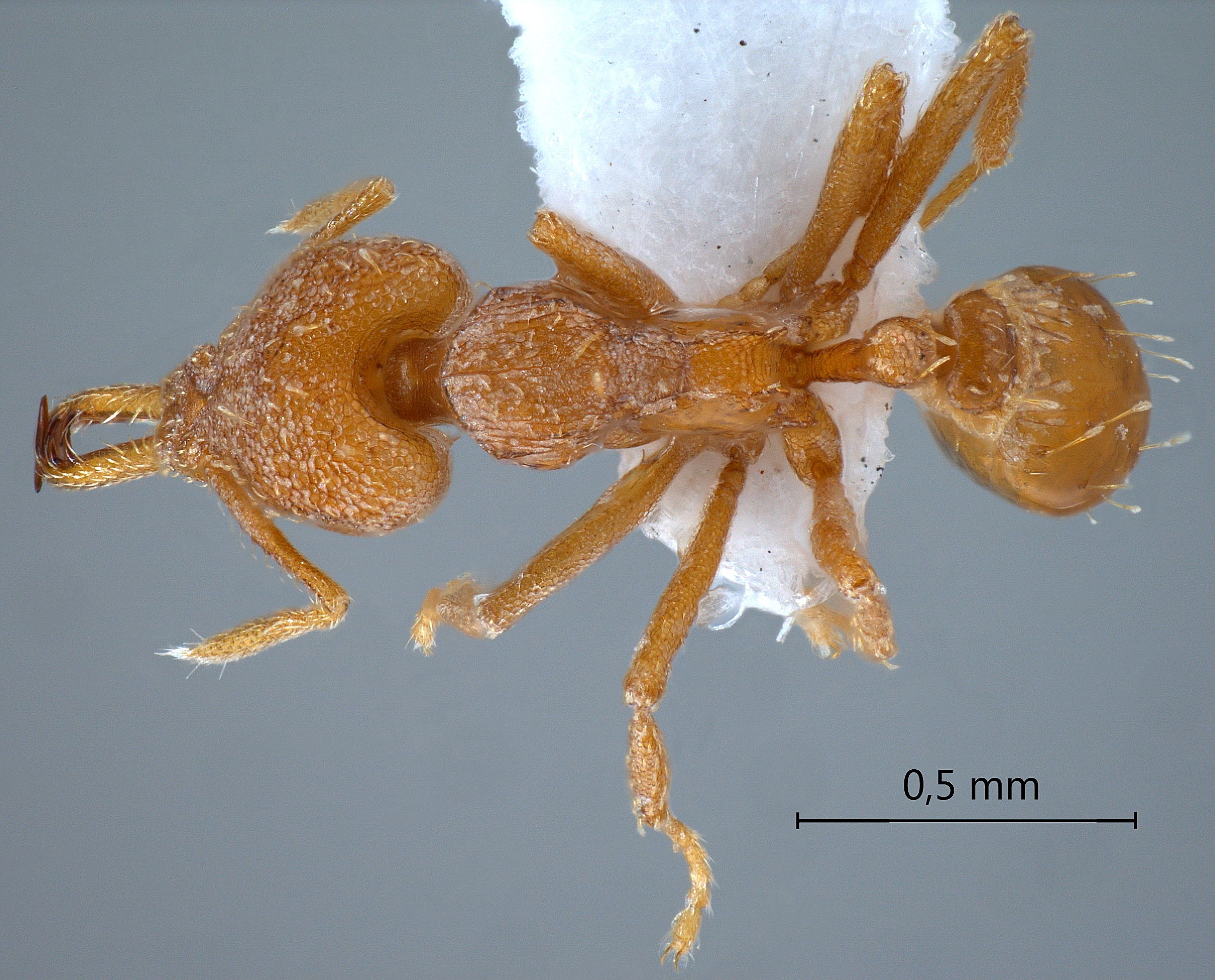 Strumigenys rogeri dorsal