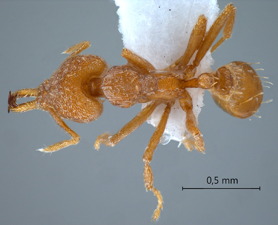 Strumigenys rogeri dorsal