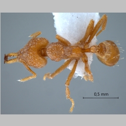 Strumigenys rogeri Emery, 1890 dorsal