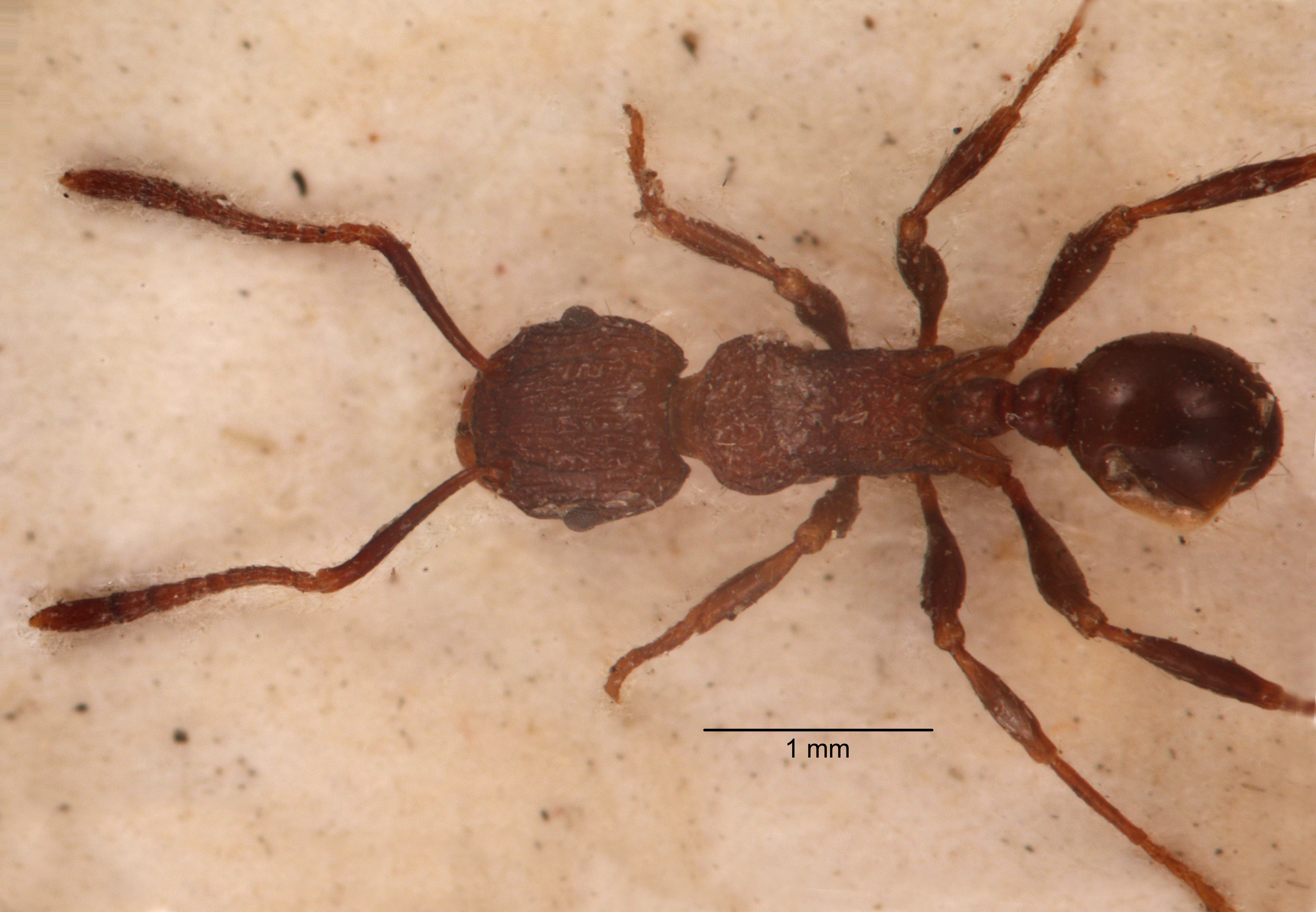 Tetramorium aspersum dorsal