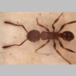 Tetramorium aspersum Smith, 1865 dorsal