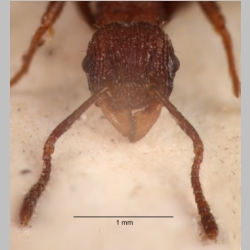 Tetramorium aspersum Smith, 1865 frontal