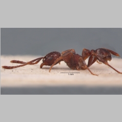 Tetramorium aspersum Smith, 1865 lateral