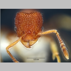 Tetramorium chapmani Bolton, 1977 frontal