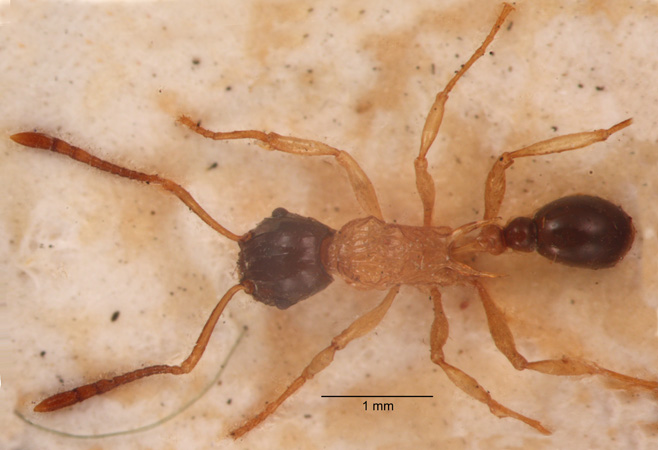 Tetramorium diligens dorsal