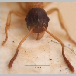 Tetramorium diligens Smith, 1865 frontal