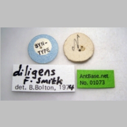 Tetramorium diligens Smith, 1865 label
