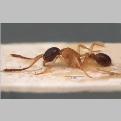 Tetramorium diligens Smith, 1865 lateral