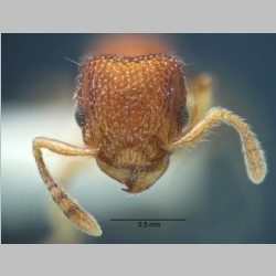 Tetramorium khnum Bolton, 1977 frontal