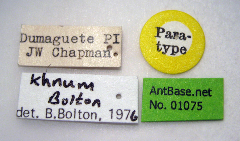 Tetramorium khnum label