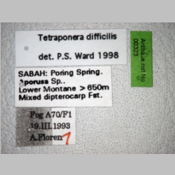 Tetraponera difficilis Emery, 1900 label