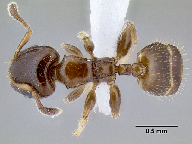 Gauromyrmex sp nr acanthinus dorsal