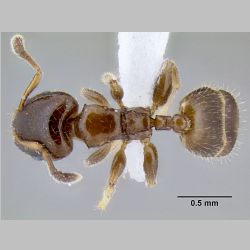 Gauromyrmex sp nr acanthinus  dorsal