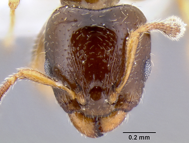 Gauromyrmex sp nr acanthinus frontal