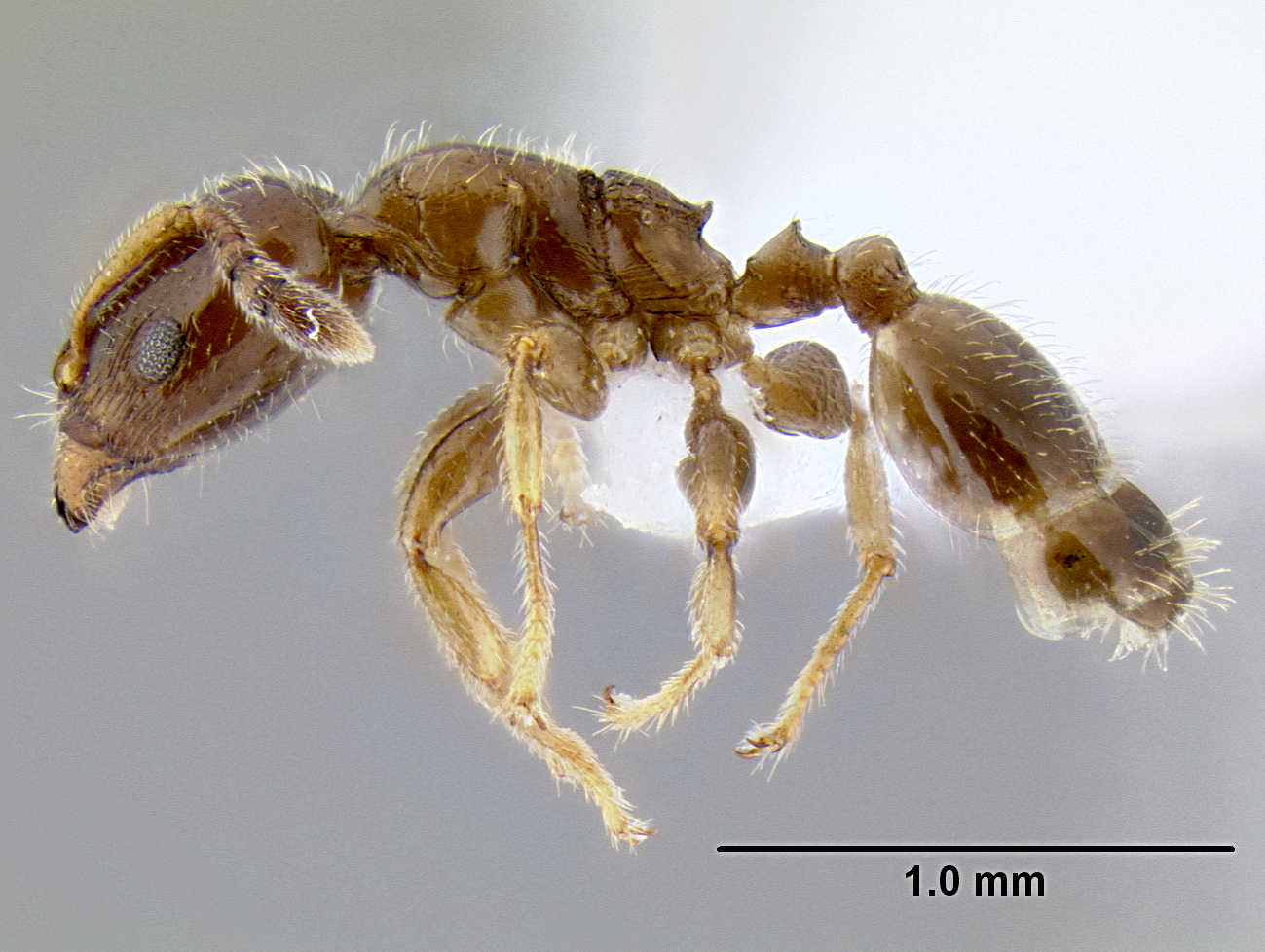 Gauromyrmex sp nr acanthinus lateral