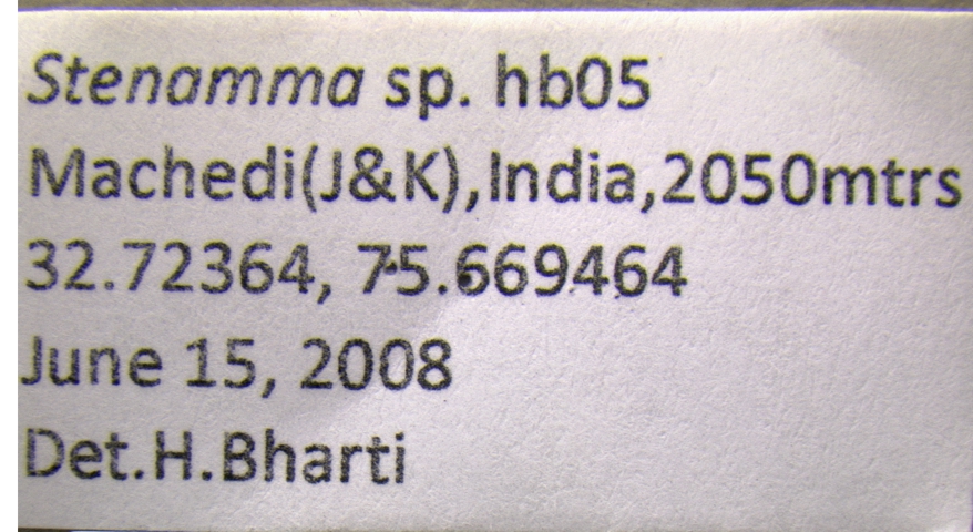 Stenamma hb05 label