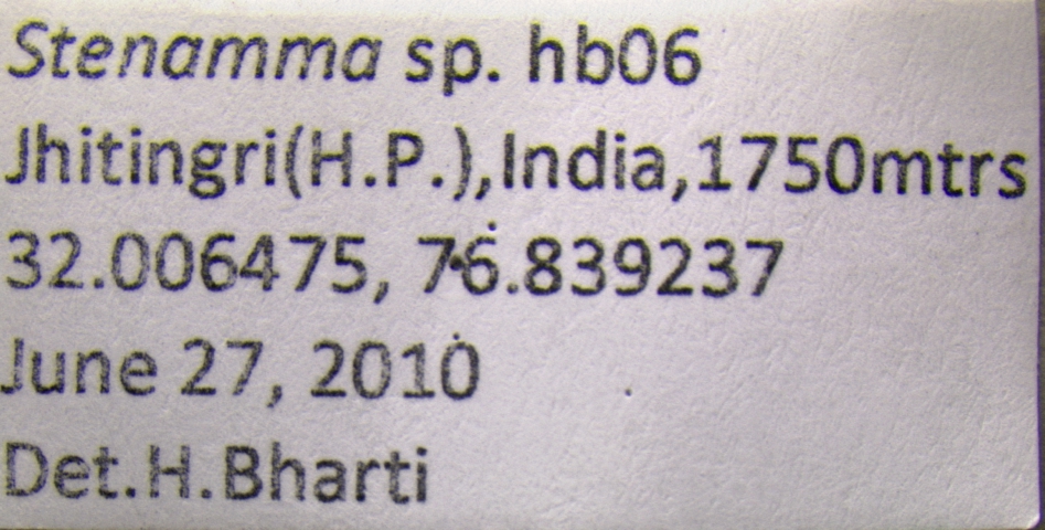 Stenamma hb06 label