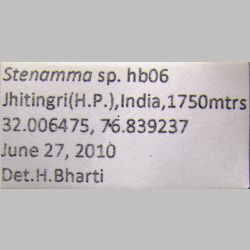 Stenamma hb06  label