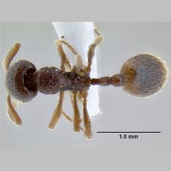 Stenamma hb07  dorsal