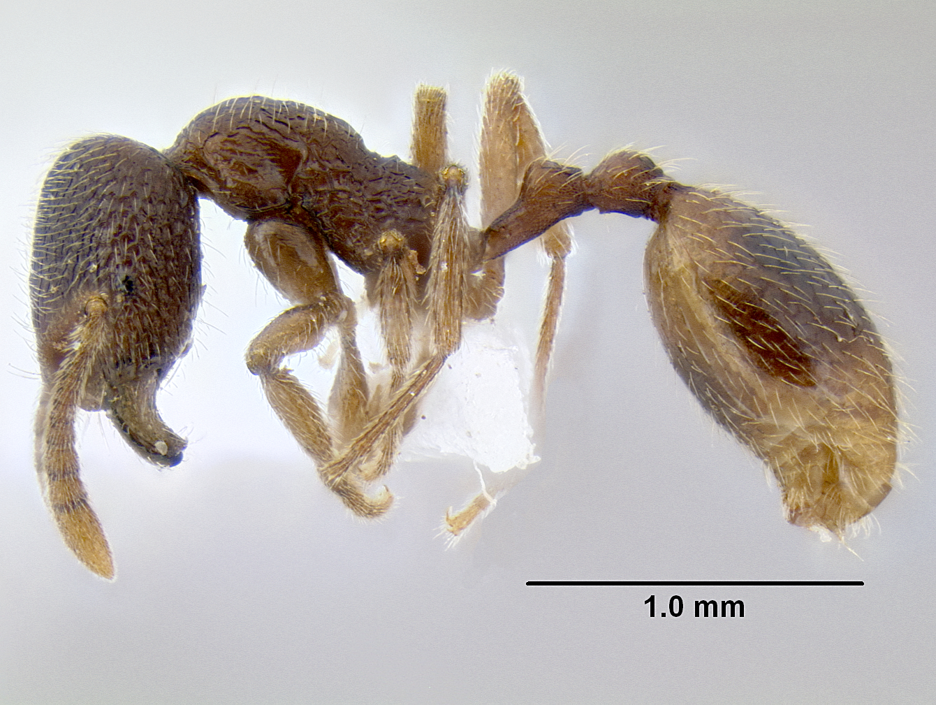 Stenamma hb07 lateral