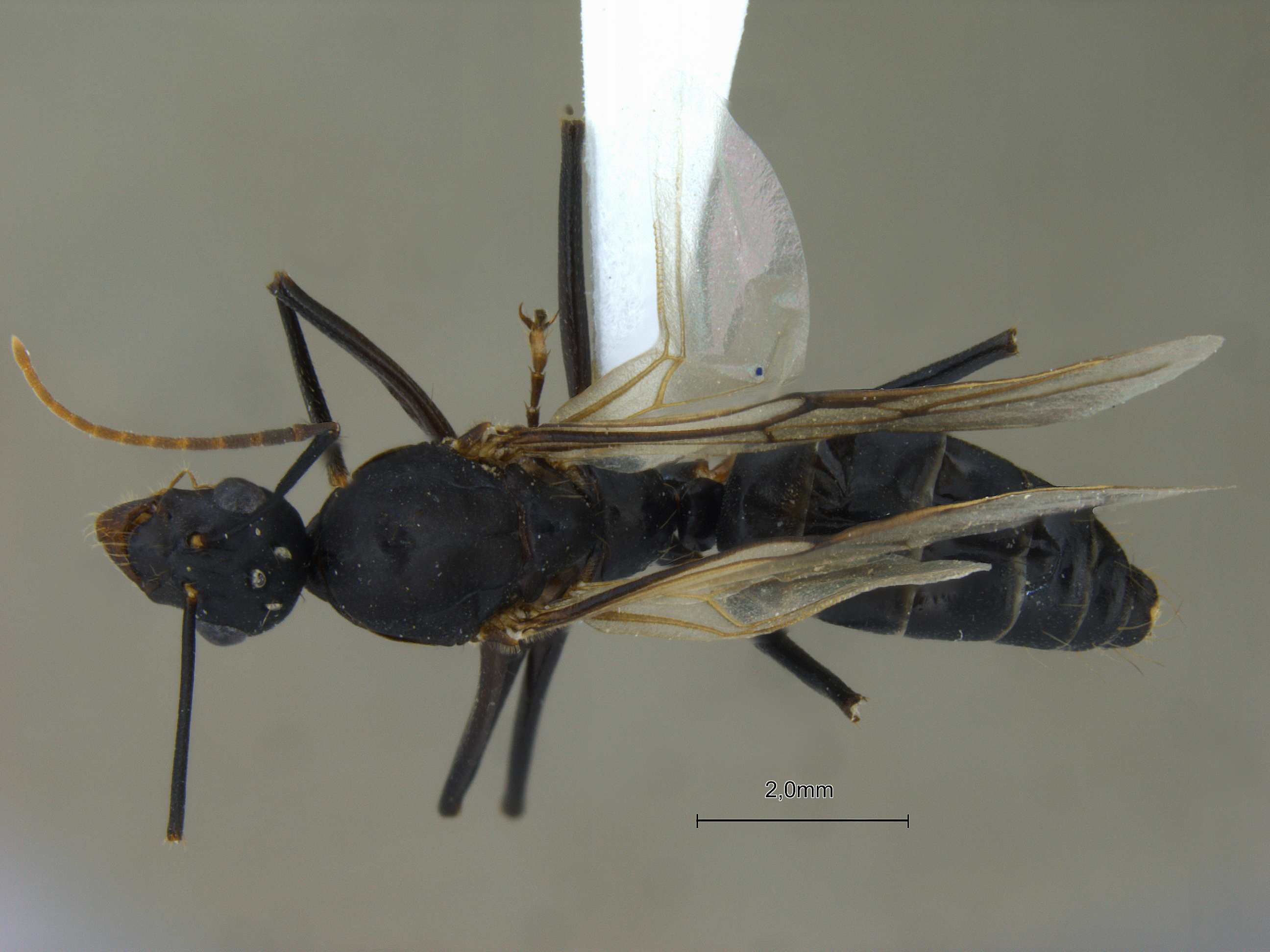 Camponotus compressus male dorsal