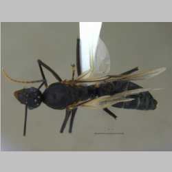 Camponotus compressus male Fabricius, 1787 dorsal