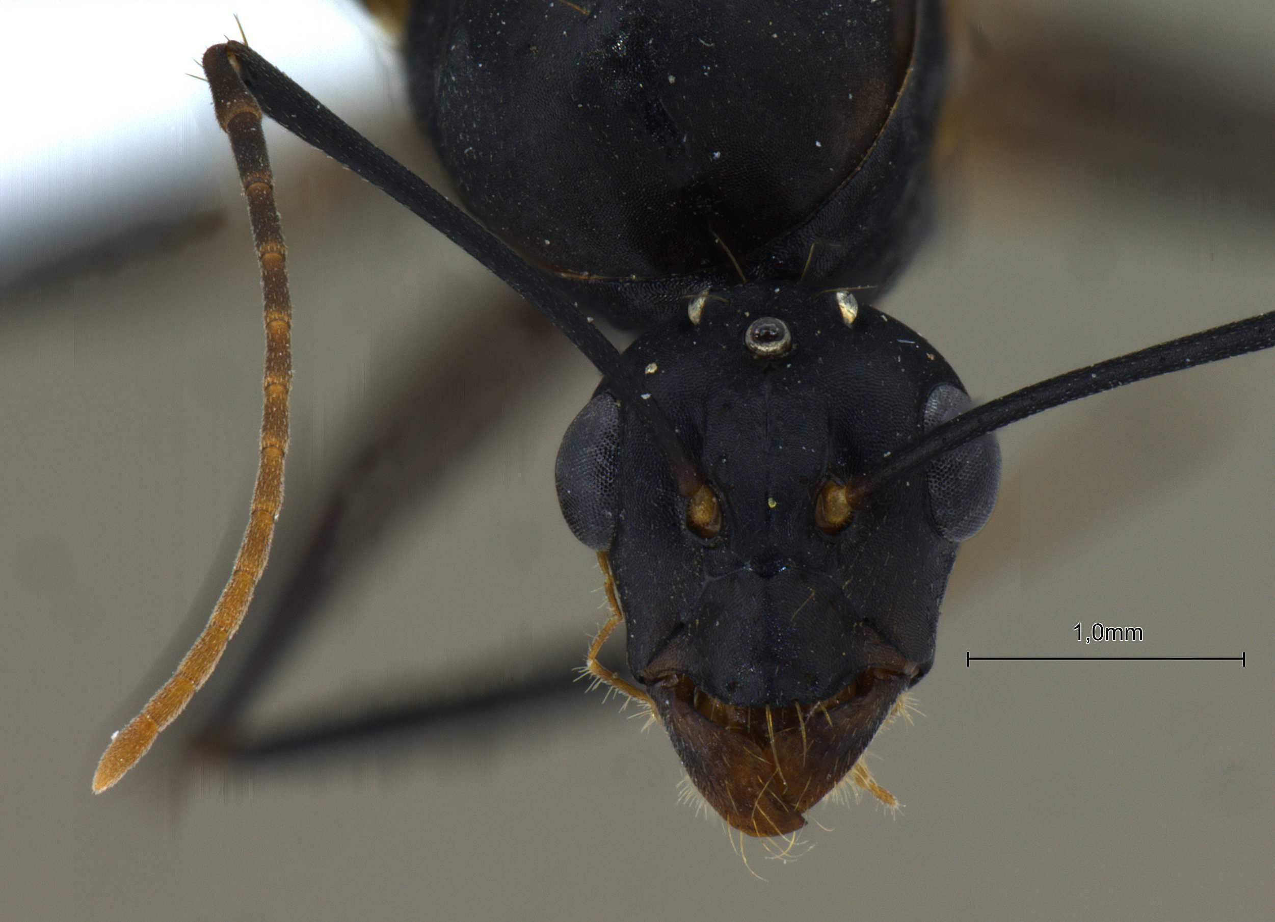 Camponotus compressus male frontal