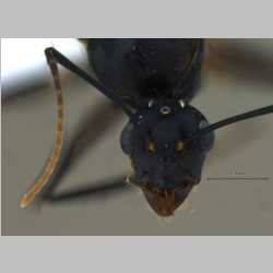 Camponotus compressus male Fabricius, 1787 frontal