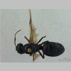 Camponotus compressus queen Fabricius, 1787 dorsal