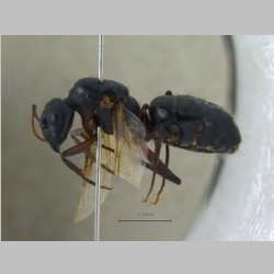 Camponotus compressus queen Fabricius, 1787 lateral
