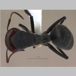 Camponotus opaciventris Mayr, 1879 dorsal