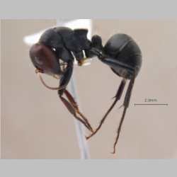 Camponotus opaciventris Mayr, 1879 lateral