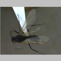 Camponotus parius Emery, 1889 dorsal