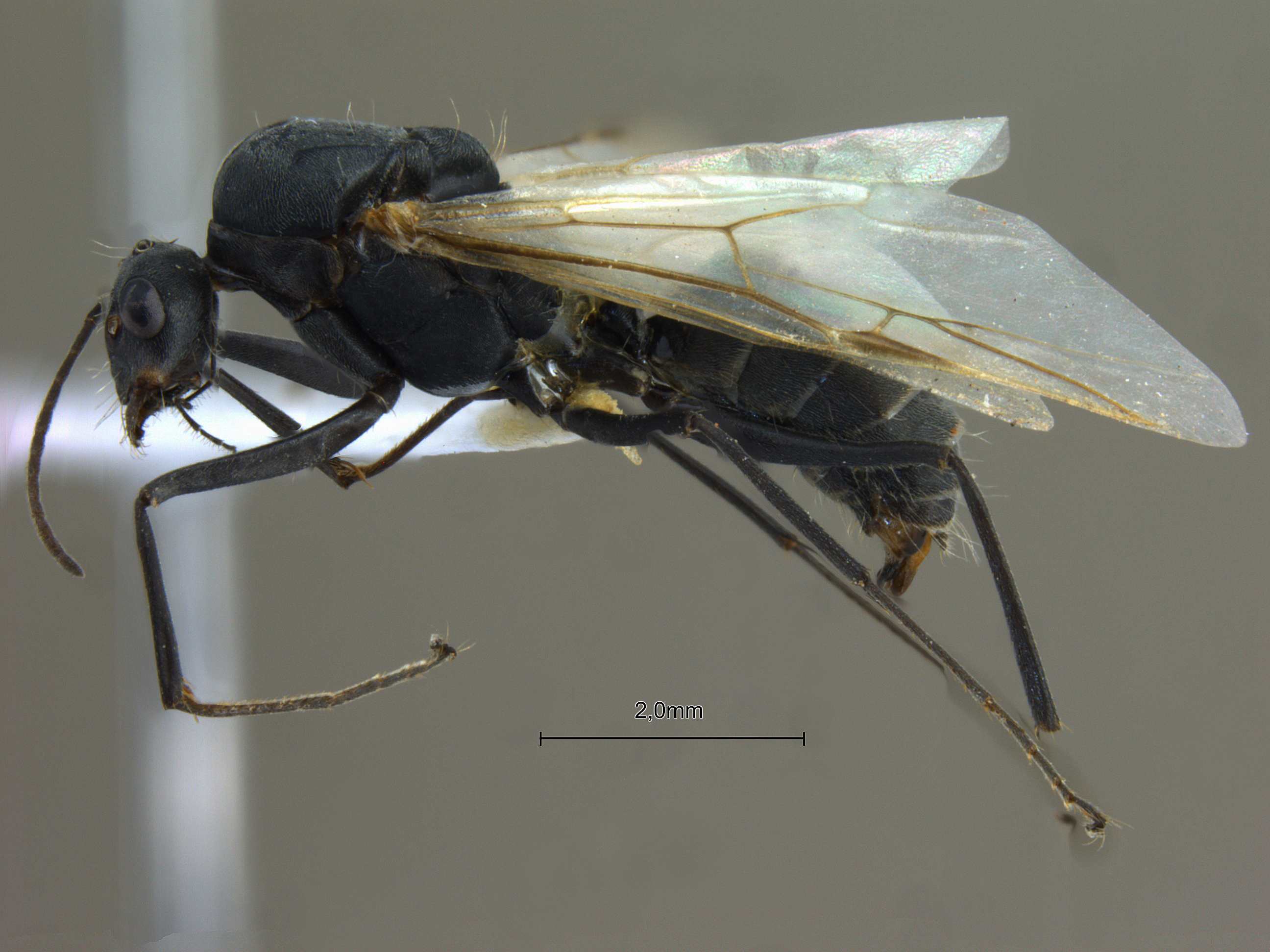 Camponotus parius lateral