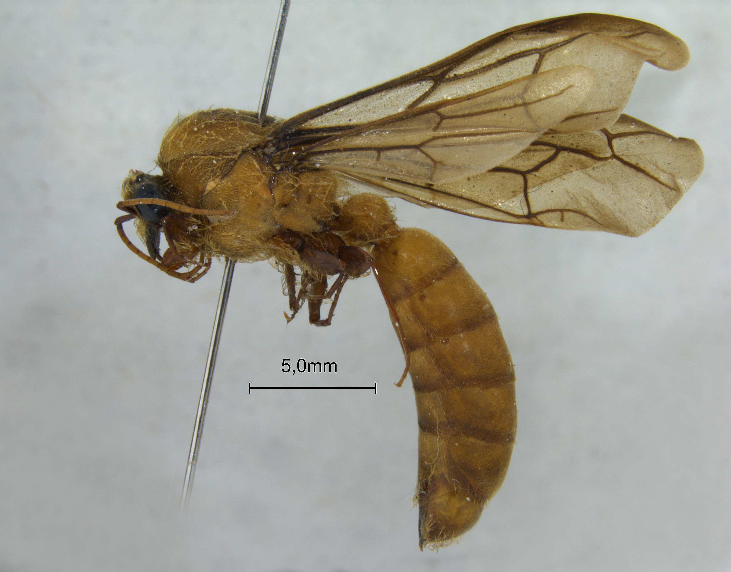 Dorylus orientalis lateral