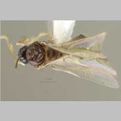 Lepisiota modesta male Forel, 1894 dorsal