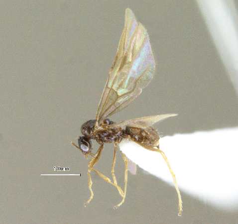 Lepisiota modesta male lateral