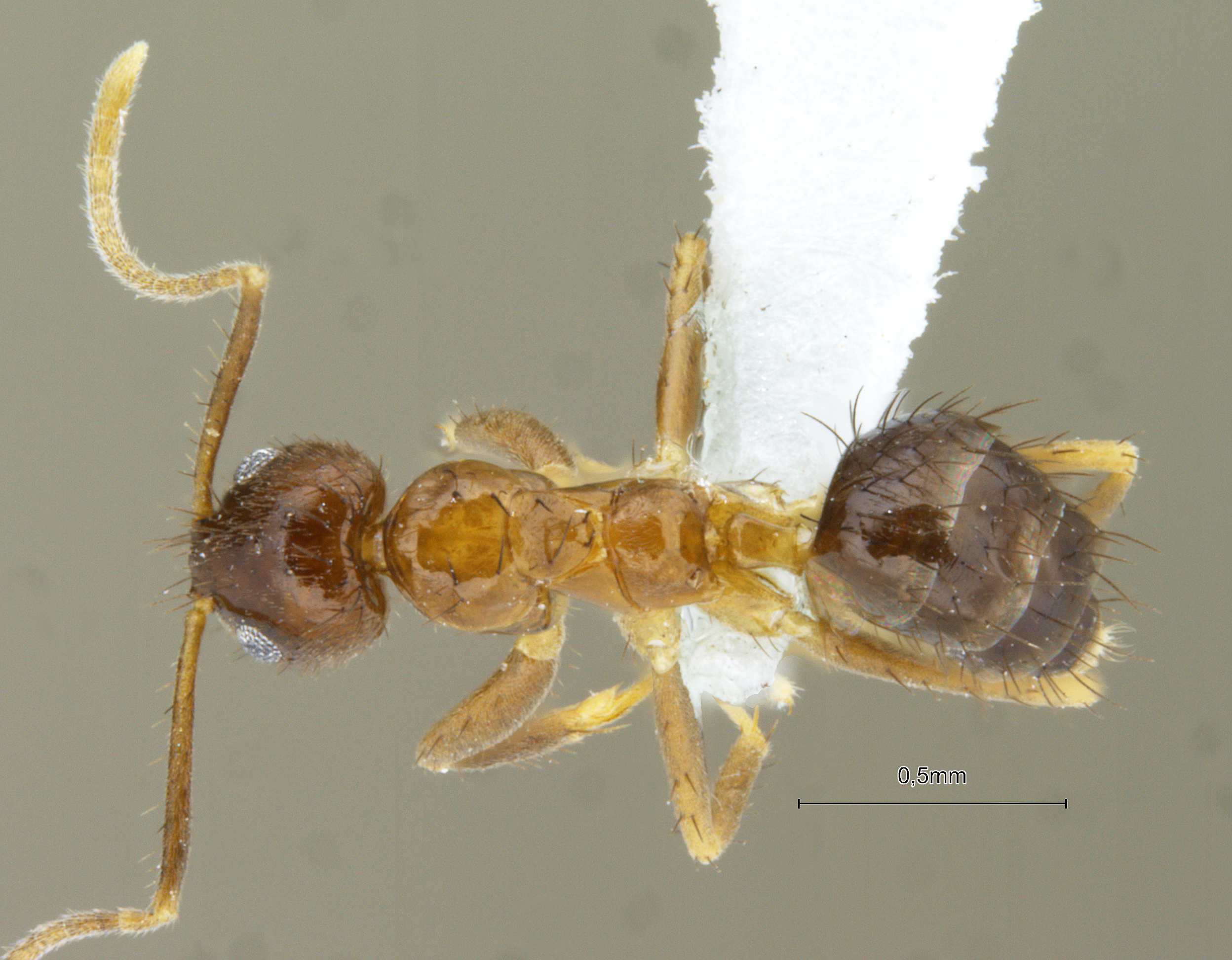 Nylanderia smythiesii dorsal