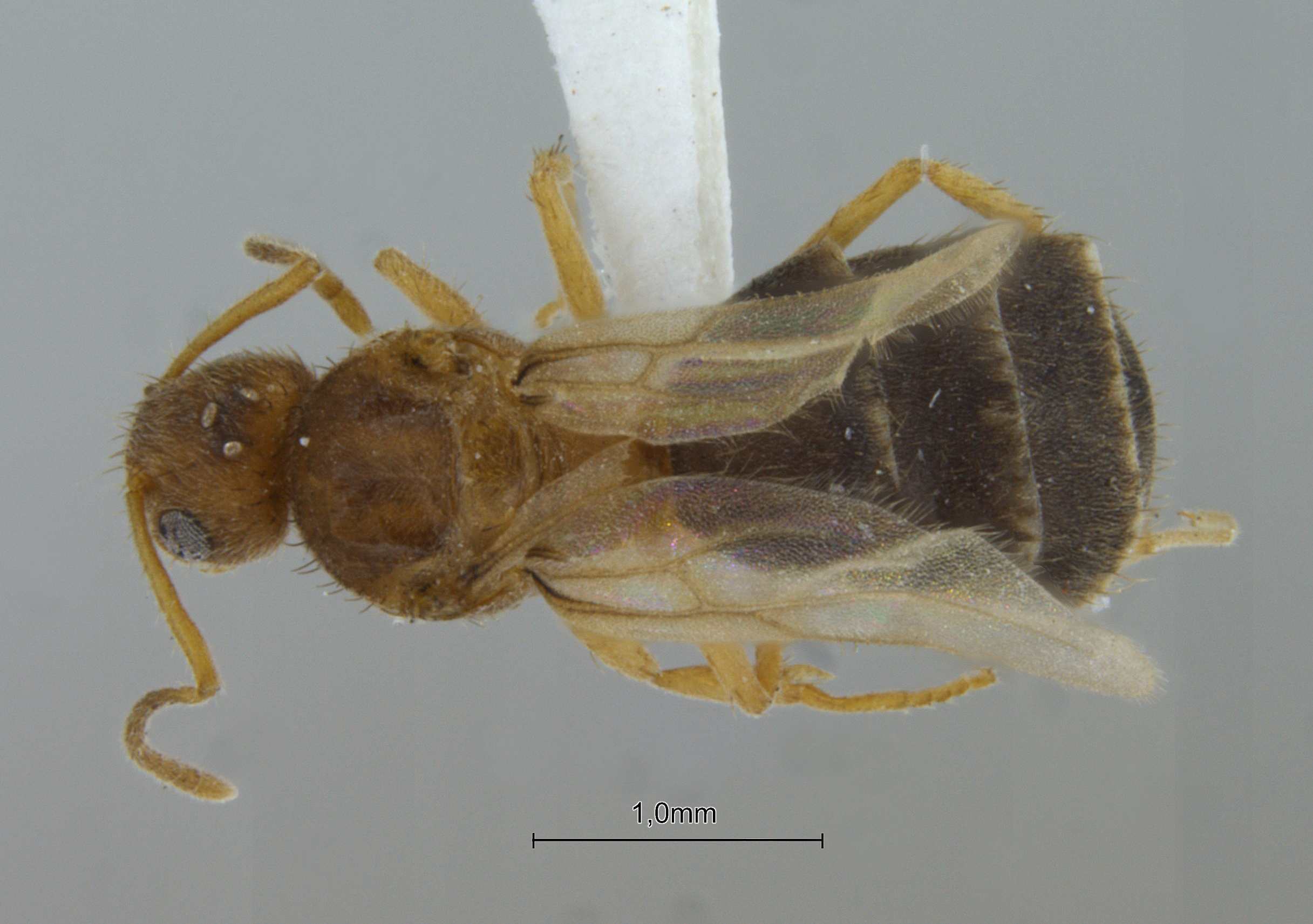 Nylanderia taylori queen dorsal