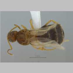 Nylanderia taylori queen Forel, 1894 dorsal