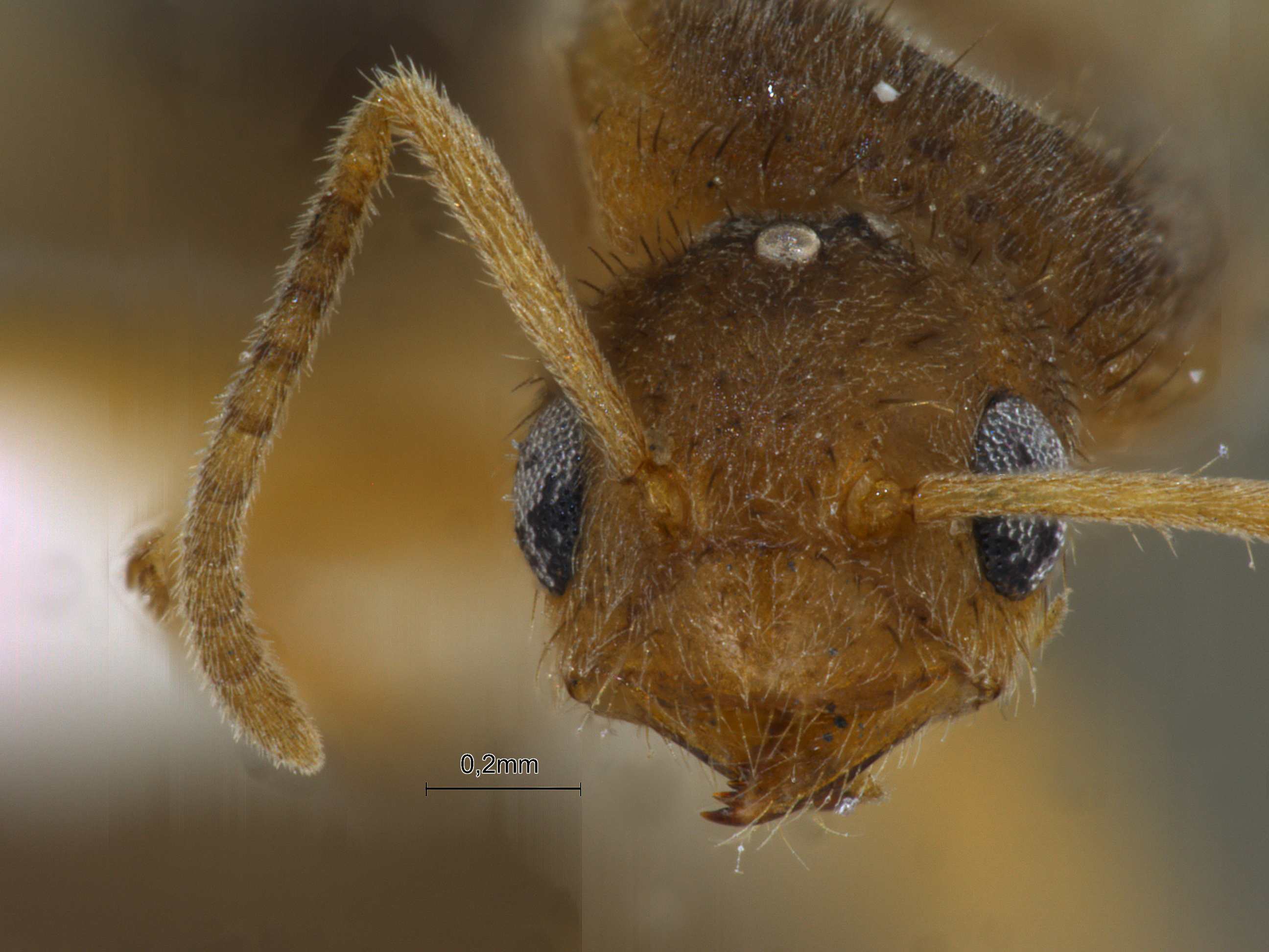 Nylanderia taylori queen frontal