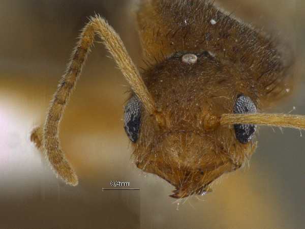 Nylanderia taylori queen frontal